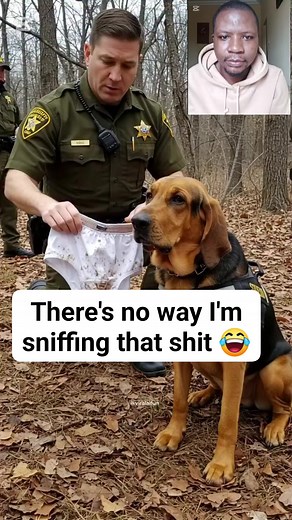 There's no way I'm sniffing that shit 😂😂😂 #foryoupagereels #viralvideochallenge #comedyreels #lifestyle #motivational #doglover #police | Loud Naija Updates