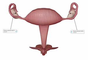 5 Facts About the Ovaries and Ovarian Cancer