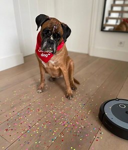 Ne brini, #Roomba te pokriva 🐶💚 | iRobot Srbija
