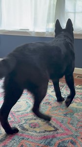 31K views · 1.4K reactions | It’s hot enough today that I shut all the doors and windows and turned on the mini split to cool the house down.. my yard kid is here working Today and Rev is beside himself that he’s locked in and unable to lend a paw  | Ten Shakes of Grace | Facebook