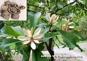 Magnolia officinalis - Alchetron, The Free Social Encyclopedia