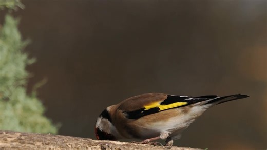 2.3K views · 237 reactions | Goldfinch Feeding at my woodland bird hide near Hawick in the Scottish, Central Southern Borders, UK. | Ron McCombe Wildlife Photography | Facebook