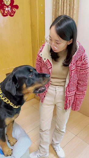 156K views · 3K reactions | When the male and female owners stare at the dog respectively, how will the dog react  #dog #dogfunny #dogstagram | Xiang Wei and Yi Tuo Dog | Facebook