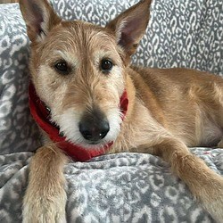 Appleton, WI - Irish Terrier. Meet Monty a Pet for Adoption - AdoptaPet.com