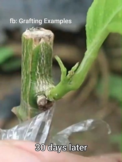 57K views · 839 reactions | Grafting example #Grafting #gardening #marcotting #airlayering #orange #lemon | Grafting Examples | Facebook