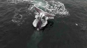 Encountering the majestic whales of the Shantar Islands is an unforgettable experience that attracts explorers and nature enthusiasts alike! Courtesy: YT/Валентин Грачев | Future Russia