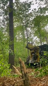 Love a triple cut. #forestry #forest #wood #logging #forestrymachines #komatsu #satisfying #fypシ #fyp | Peake Warren