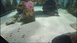 8.3K views · 186 reactions | Our Atlantic Stingrays (Hypanus sabinus) and Blue Spotted Maskrays (Neotrygon kuhlii) can't wait to see you. You can find them on the corner of Lobster Lane and Tidepool Trace on our Sea to Shore Aquarium tour. | Marineland Dolphin Adventure | Facebook