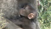 extreme close up of baboon mother holding her baby