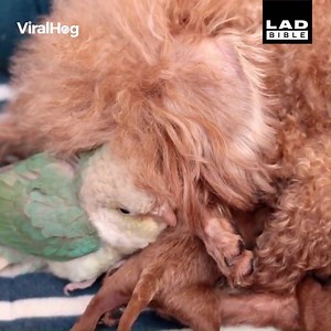 Why does this bird think it's a dog? 😂😂 | LADbible