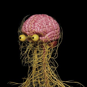Introducing our meticulously crafted 3D model of the human nervous system. This model offers an in-depth look at the network of nerves and neurons that regulate the body's functions. Ideal for medical professionals, illustrators, and animators looking for a scientifically accurate tool for their visualizations or interactive applications. Dive deeper into this fascinating system with our high-definition model and discover new ways to enlighten your audience. Explore our licensing and pricing opt