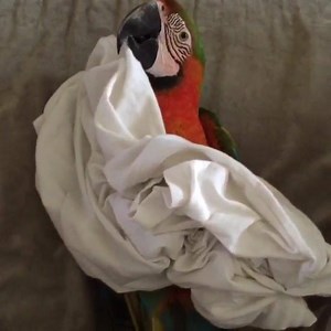 18K views | Boo  | Animalistic | Facebook