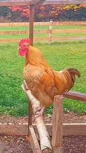 Golden Buff Orpington Crowing - Buff Orpington Rooster Crowing #bufforpington​ #chickens​ #rooster​ #RoosterCrowing #Rooster #Crowing #bestroostersound #Chicken #RoosterCrowingSound #roostersound #RoosterCrowingday #chickens #Brahma #Silkierooster #Orpingtonchicken #Pekinbantam #KrährufderHähnevon #verschiedenenHühnerrassen #Vergleich #mondaymotivation #funny #reels | Wild BIRDS