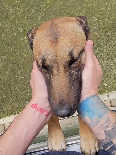 #dog #malinois #doglove #socute #reels | malinois