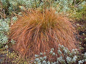 Carex Testacea | Prairie Fire Sedge | 10 Seeds - Etsy Canada