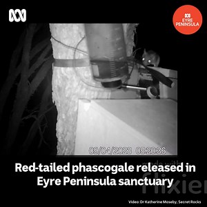 2.8K views · 67 reactions | Thirteen of these red-tailed phascogales were released at Secret Rocks sanctuary outside Kimba over the past six months. This one was caught on camera, with another spotted eating a bat! They're a speedy, carnivorous marsupial that lives in the old growth mallee at the property. More EP stories >> https://ab.co/39KeY7J | ABC Eyre Peninsula | Facebook