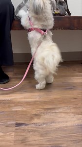 28K views · 3.3K reactions | This is Sweet Pea and her “aren’t I irresistible” jig. Isn’t she the cutest??!!! | Jarrettsville Vet Center | Facebook