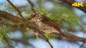 22 reactions | The Marico Flycatcher Perches on Acacia Tree: Bird from Southern Africa. #nature #wildlife #birds Video ID: HA07617 #africa #bird #birdphotography #birdwatching #southafrica #maricoflycatcher #marico #flycatcher #perch #acacia #tree | HAWI Studios | Facebook