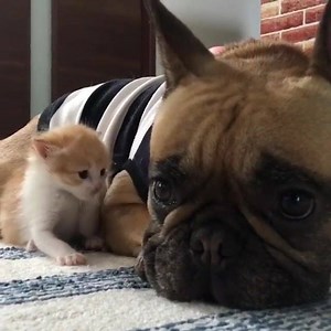 8K views · 461 reactions | ❤️ | Bulldog / Happy Bulldog World / HBW | Facebook