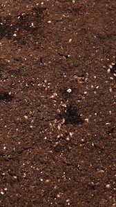 Промежуток времени семян пшеничной травы. Вертикальное: стоковое видео (без лицензионных платежей), 3920266761 | Shutterstock