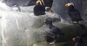Our puffin chick is quite the social butterfly! Look who's getting acquainted with the other puffins and the common murre. | Omaha's Henry Doorly Zoo and Aquarium