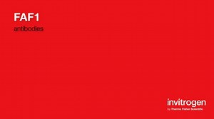 FAF1 antibodies from Thermo Fisher Scientific