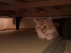 2K views · 262 reactions | Squeaky Hunter 殺 | Dr. Love | Facebook