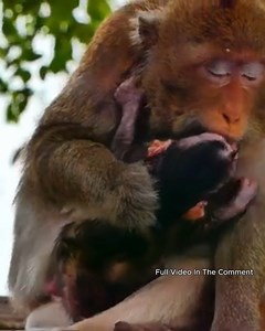 Tinny monkey not accepted her mom weaning | Nature Life