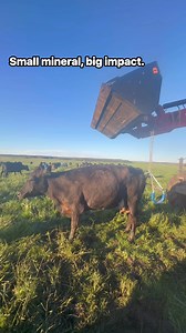 Milk fever, also called hypocalcemia, is a metabolic disease in dairy cows that happens around calving (before or after manganak). Nangyayari ito kapag biglang bumaba ang calcium level sa dugo ng baka dahil napupunta ang calcium sa paggawa ng gatas (colostrum). #farmeducation#Dairyfarmer #fbyシvideo #dairy #farmerlife #ofwlife # | Happy Ngani Vlogs