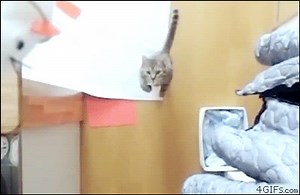 Bullet-time cat | 4GIFs.com