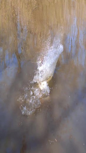 Bowfishing Giant Gar #primitive #vintage #bushcraft #handmade #antique #rustic #primitivedecor #farmhouse #survival #antiques #primitiveskills #art #nature #primitives #homedecor #etsy #camping #primitivestyle #folkart #farmhousedecor #outdoorsman #outdoor #prim #countryliving #interiordesign #woodsman #hunting #primitivehomedecor #survivalskills #flintknapping | Primitive Video