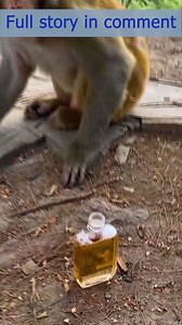 91K views · 418 reactions | Poor baby monkey screeching huge each other . Full Story in comment : | Monkey MOKA | Facebook