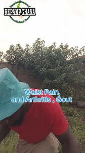 Sweet Broom plant for Waist Pain and Arthritis, Gout | Jonathan Chu Attia | Facebook