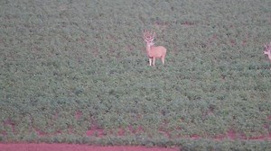 Colorado mule deer crossing bean field | Wildlife throughhopeseyes.