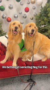 We headed to the city to an event for dog Christmas photos, they had pup cups and met new friends. | Sterling Newton