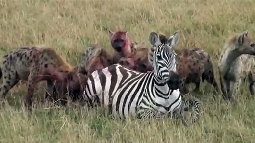Pregnant Zebra attacked by hyenas, eating alive...!