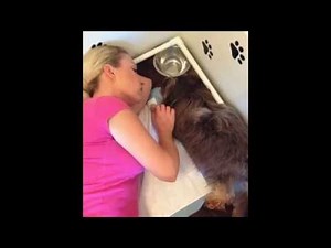 Beautiful Puppy Birth! Chocolate Havanese Puppies