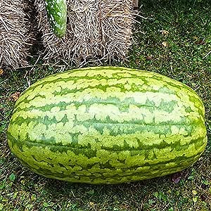 50 Premium Giant Sweet Watermelon Seeds for Planting, Large, Sweet, Juicy, Non-GMO Heirloom Fruit Seeds, Easy to Harvest