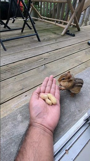 Tiny chipmunk getting treats#tinythechipmunk #friendly #cute #handfeeding