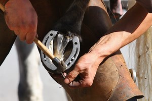 Why Horses Need Horseshoes, Plus a Brief History of Shoeing