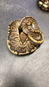 GHI Mojave Genetics Breakdown #shorts #snakes #ballpython #ballpythons #ballpythonsofinstagram #snakebreeder #ballpythonbreeder #fyp #fypシ | Rodents & Royals
