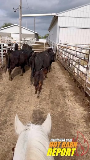 32 reactions | Wednesday at Bassett Livestock Auction ‼️ Special Bred Cows, Pairs, Bulls & Heifers Auction - 1200+ Head‼️ View and bid live on CattleUSA.com  For more info bassettlivestock.com #hotbarnreport #cattleusa #usabeef #sellatauction #salebarn #cattle #diamonddozen #truepricediscovery #cowtown #cowtownusa | Hot Barn Report | Facebook