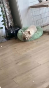 2.4K views · 59 reactions | The sloppy king "Brutus" #frenchbulldog #bulldog #dog #pet #dogsoftiktok #petsoftiktok #funny #funnyvideos #xh | Frenchie World | Facebook