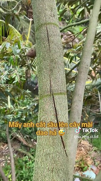 Mấy anh em cắt sầu cho mình hỏi là sao phải cắt vô cành như vầy vậy ta. #saurieng #mientay #nongnghiep