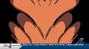 NewsChannel 7 Today Talker: Puffins have returned to Maine! Aren't they so cute? | Mel Zosh