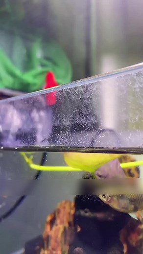 #fishfeeding #fishfeedingtime #feedthefish #fish #livefeeding #fishtank #aquarium #feedingtime #foryou #foryoupage #petsoftiktok #hobby #fypage