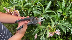 Pruning Peonies (step-by-step tips!) See comments | Garden Lovers Club