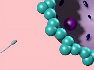 PERICENTRIC & PARACENTRIC INVERSIONS AS CROSSOVER SUPPRESSORS