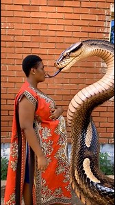 49K views · 609 reactions | Snake  my best friend | Nwa Etitiama | Facebook