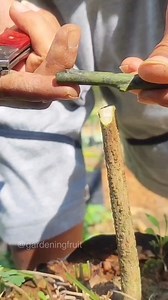 19K views · 213 reactions | Mango grafting method #gardenlife #terracegarden | GardeningFruit | Facebook